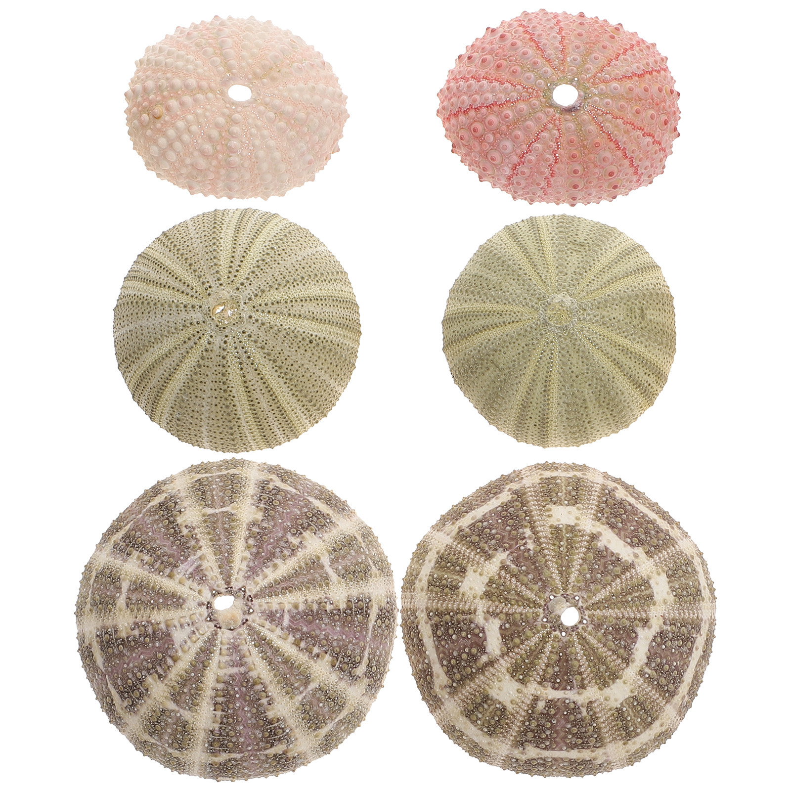 6Pcs Sea Urchin Shell Planter  - Aquarium Fish Pot recensie en prijs