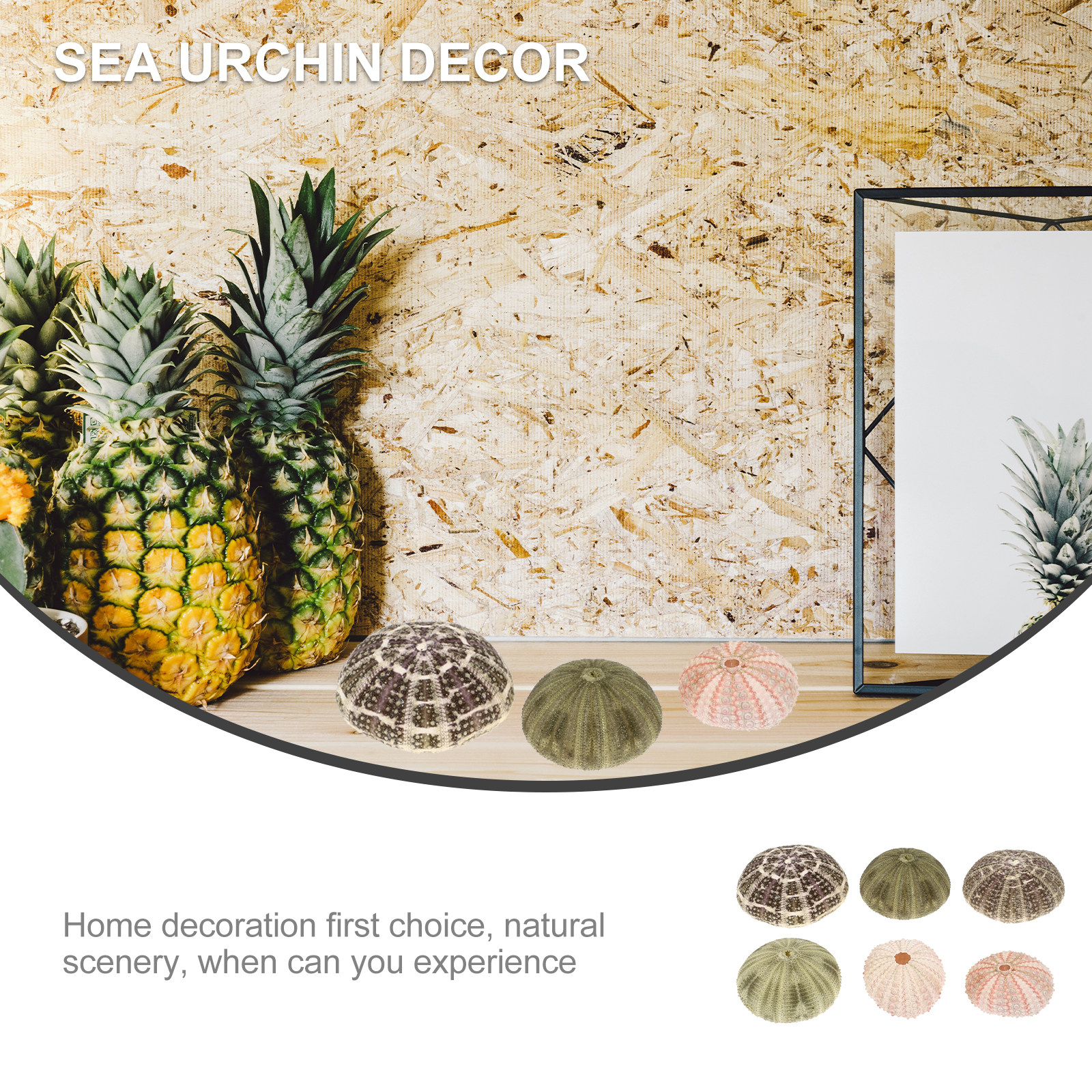 6Pcs Sea Urchin Shell Planter  - Aquarium Fish Pot recensie en prijs