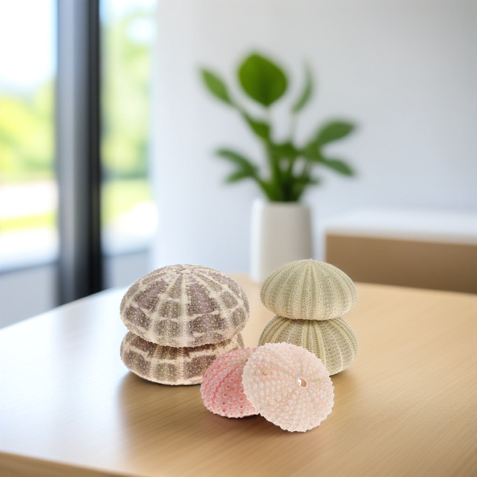 6Pcs Sea Urchin Shell Planter  - Aquarium Fish Pot recensie en prijs