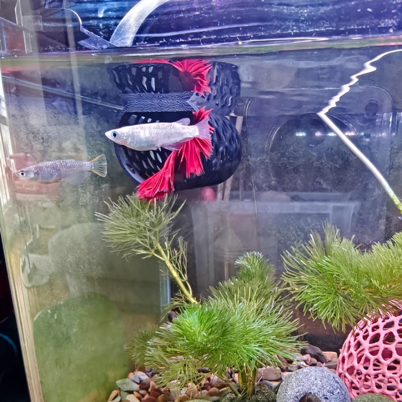 Floating Betta Hammock Tunnel, - Aquarium Fish Games recensie en prijs