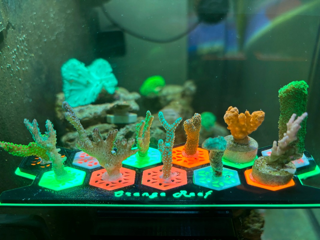 Fluorescent Coral Frag Plugs L - Aquarium Fish Reproduction recensie en prijs
