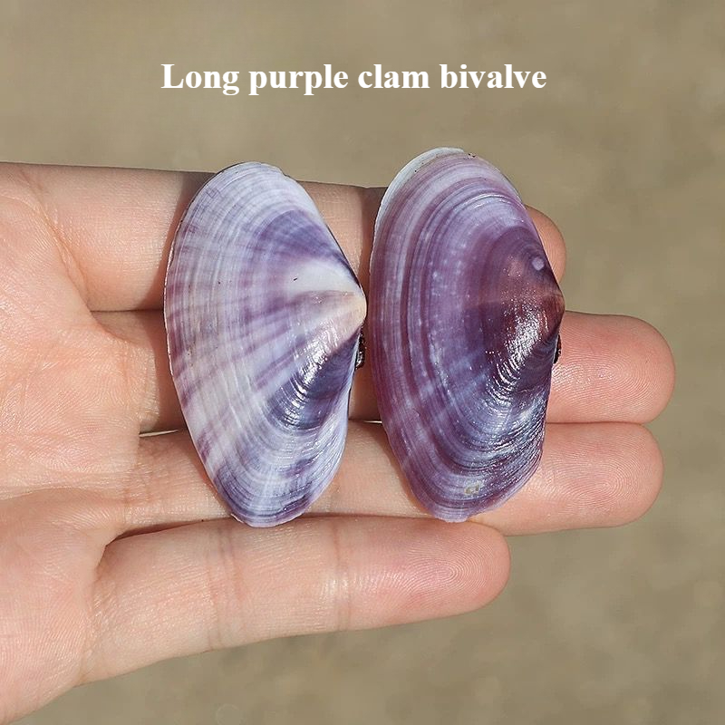 Long Purple Clam Natural Conch - Aquarium Fish Long recensie en prijs