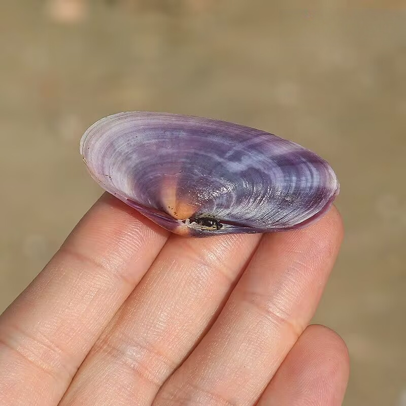 Long Purple Clam Natural Conch - Aquarium Fish Long recensie en prijs