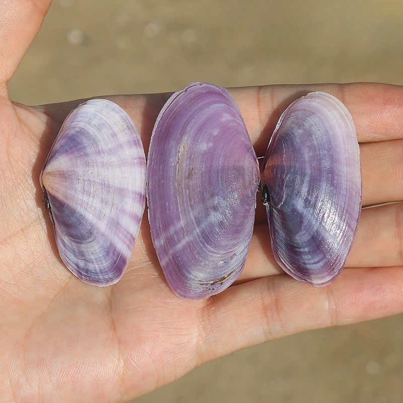 Long Purple Clam Natural Conch - Aquarium Fish Long recensie en prijs