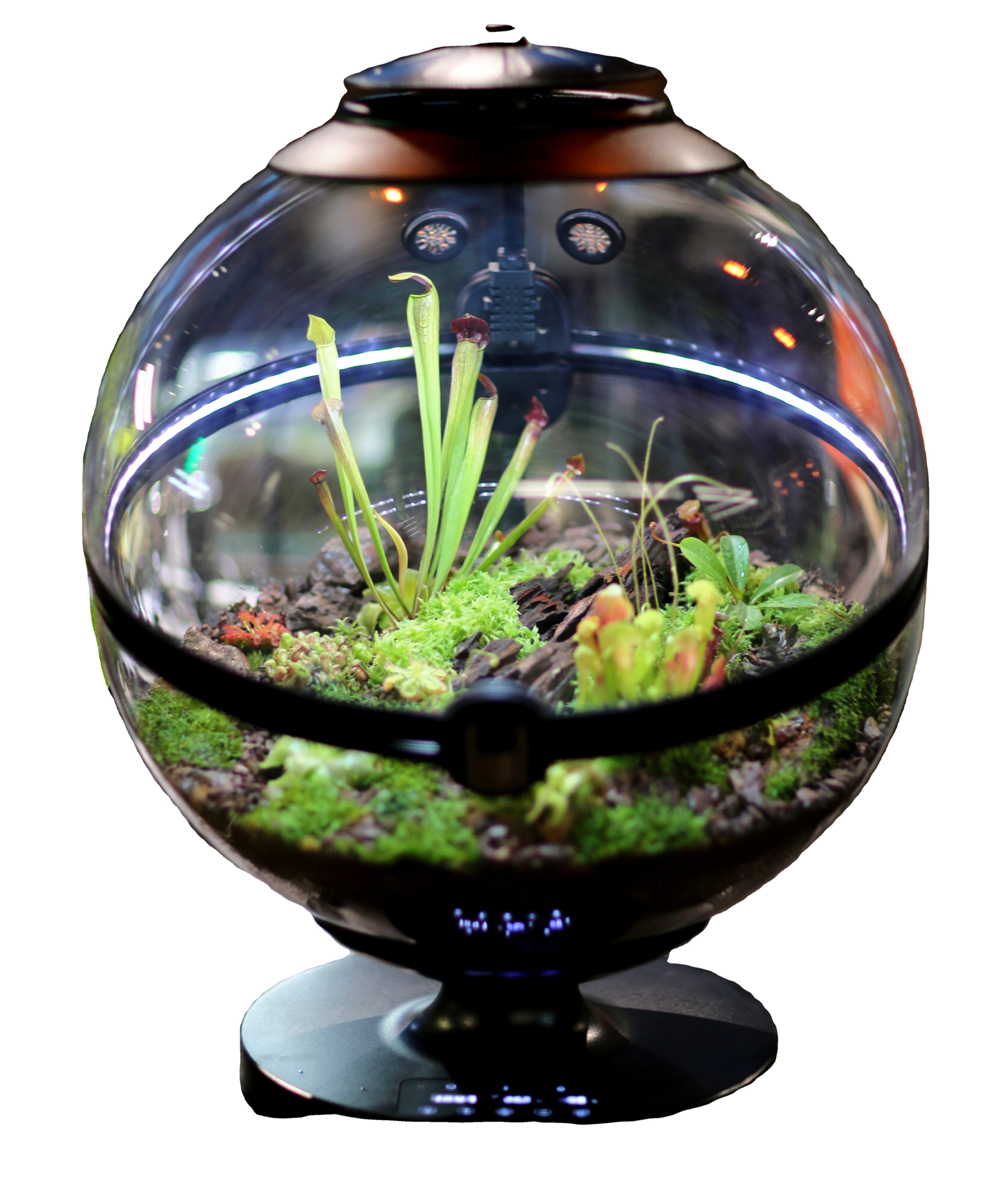 Hot Sales Acrylic Material  Ba - Aquarium Fish For Sale recensie en prijs