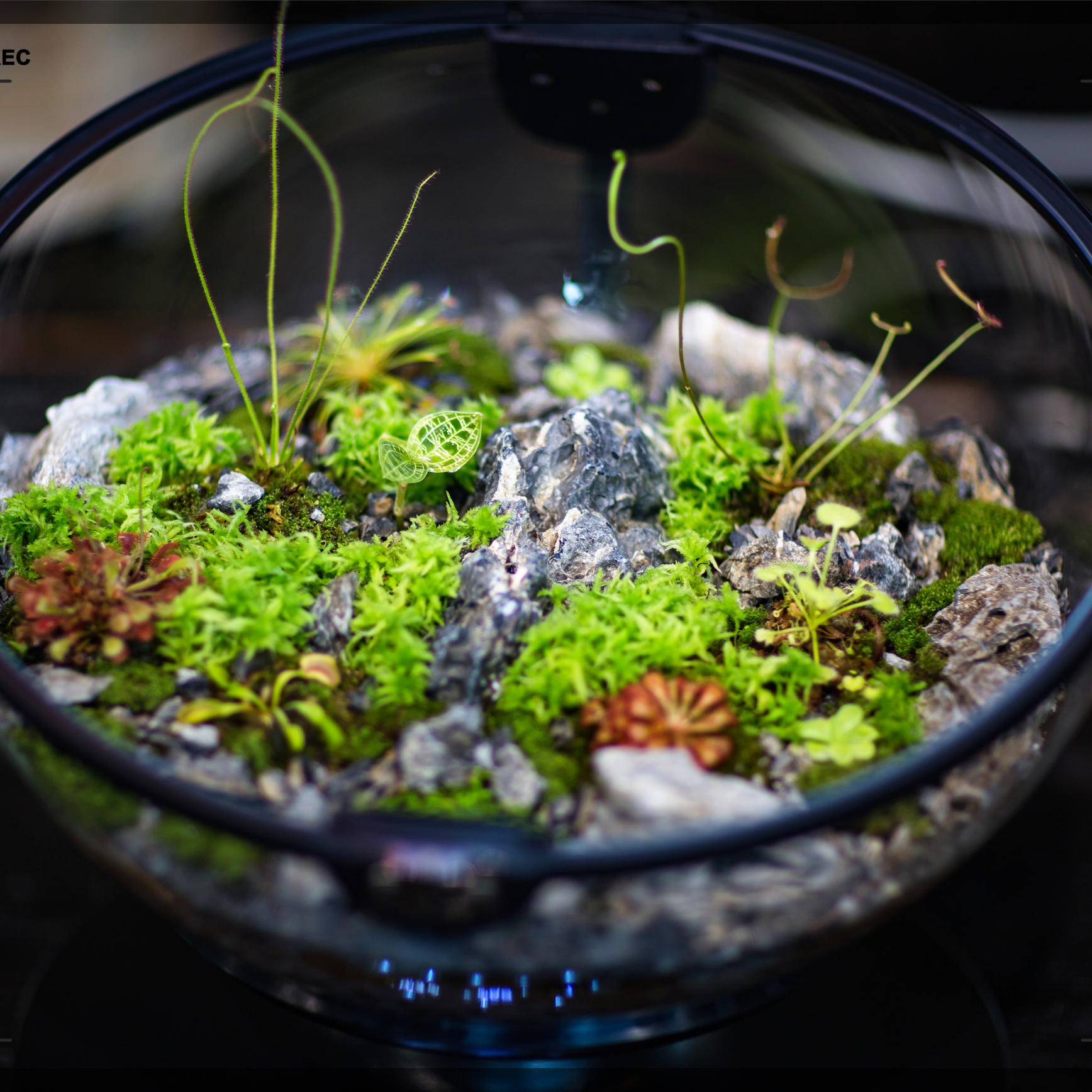 Hot Sales Acrylic Material  Ba - Aquarium Fish For Sale recensie en prijs