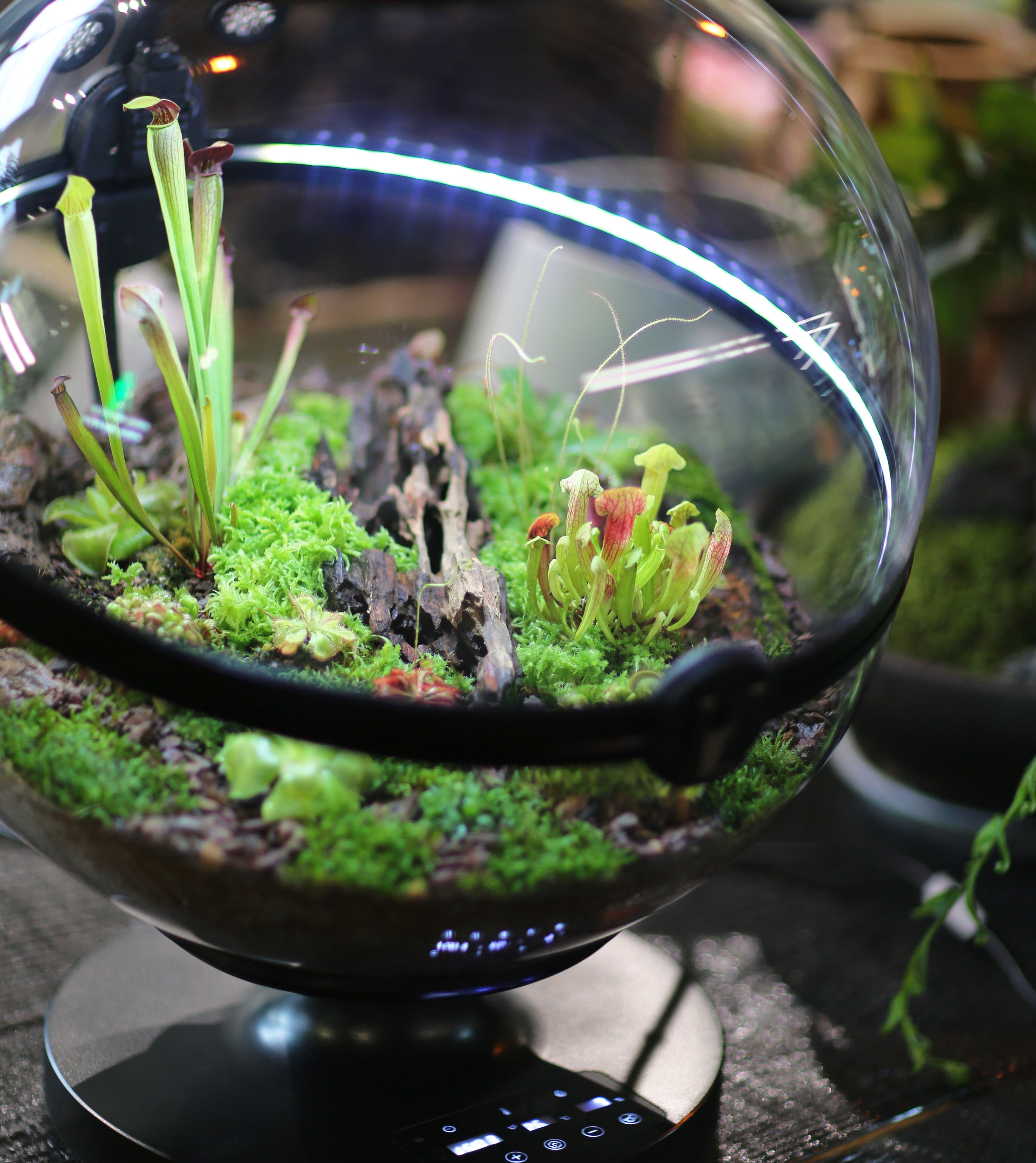 Hot Sales Acrylic Material  Ba - Aquarium Fish For Sale recensie en prijs