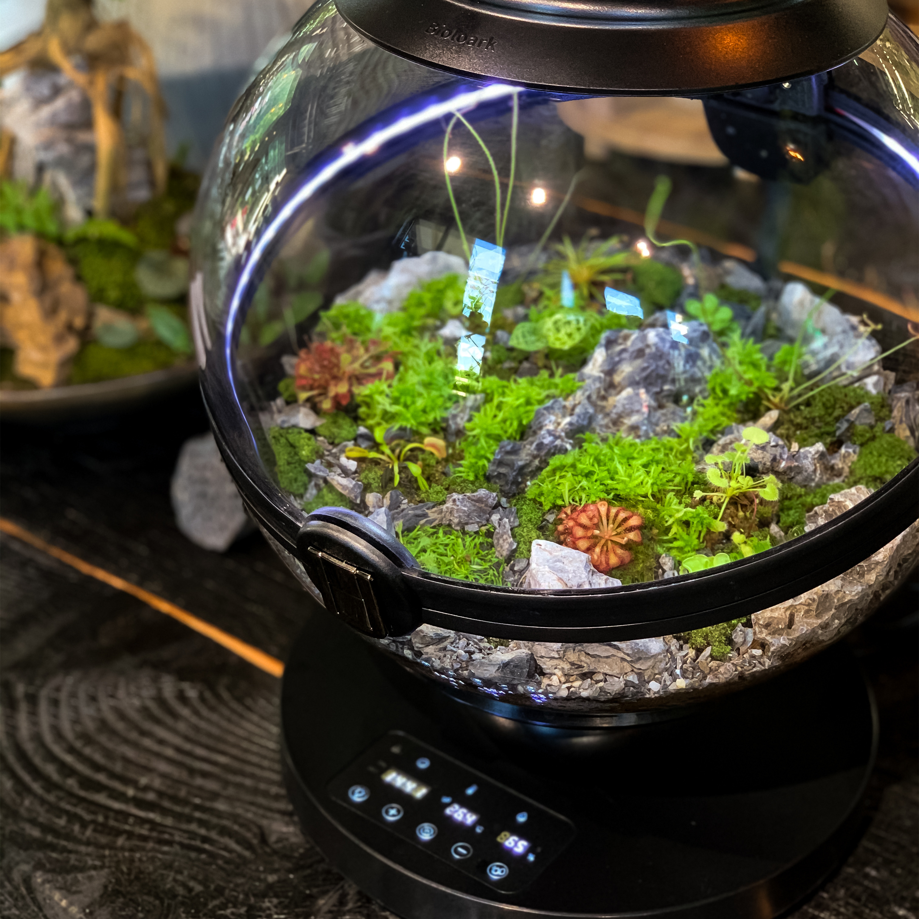 Hot Sales Acrylic Material  Ba - Aquarium Fish For Sale recensie en prijs