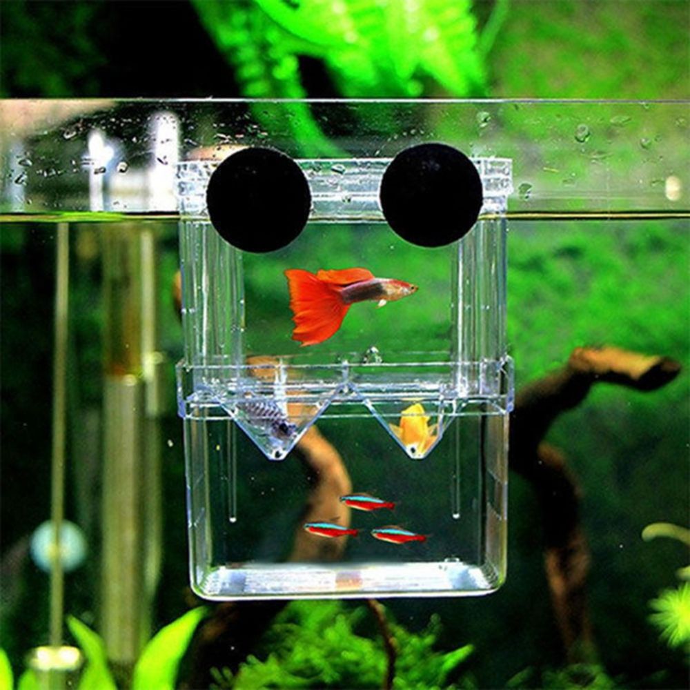 For Baby Fishes Guppy With Suc - Aquarium Fish Reproduction recensie en prijs