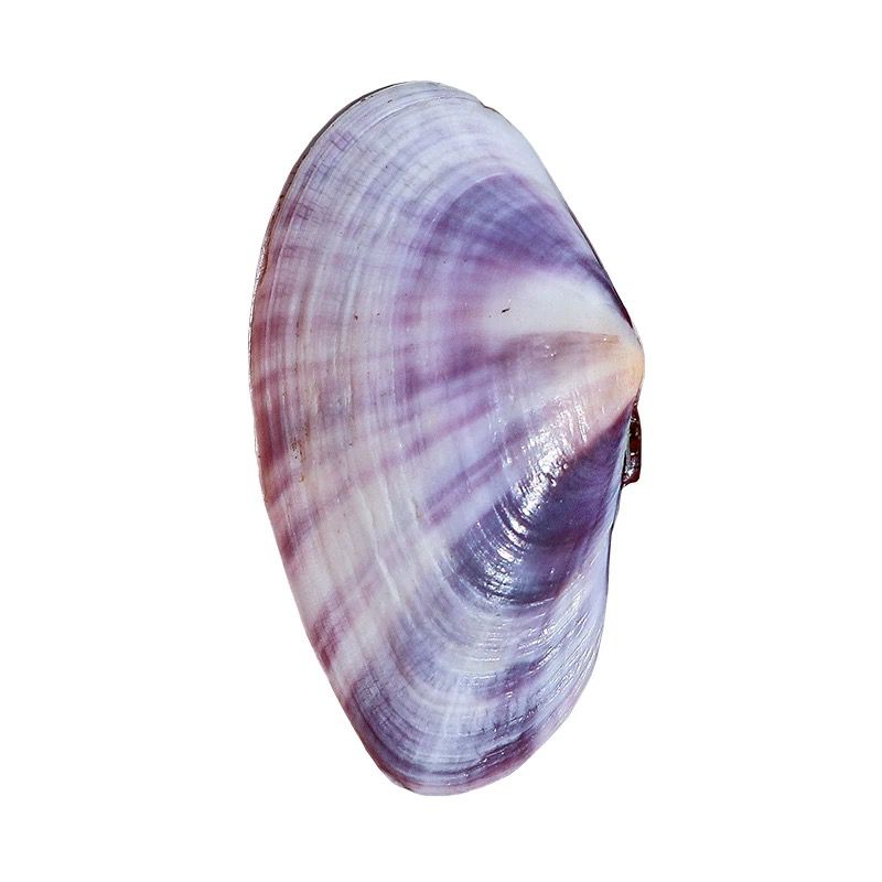 Long Purple Clam Natural Conch - Aquarium Fish Long recensie en prijs