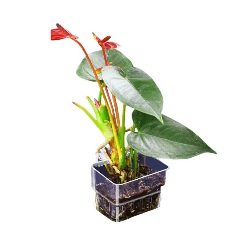 Aquarium Hydroponic Planting B - Aquarium Fish Pot recensie en prijs