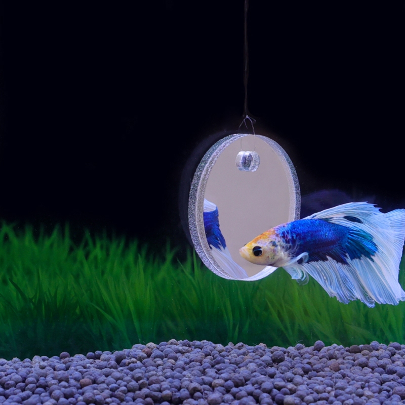 Fish Exercise Mirror Promotes  - Aquarium Fish Games recensie en prijs