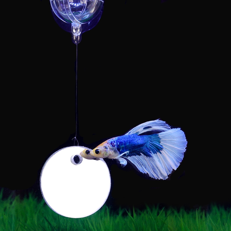Fish Exercise Mirror Promotes  - Aquarium Fish Games recensie en prijs