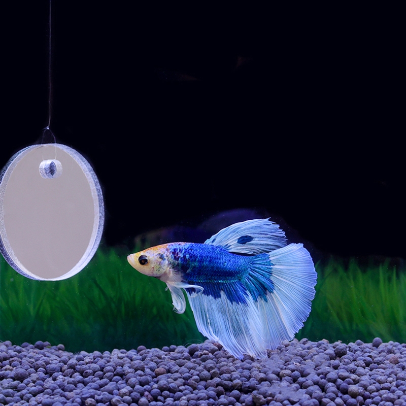 Fish Exercise Mirror Promotes  - Aquarium Fish Games recensie en prijs